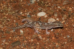 Lucasium steindachneri