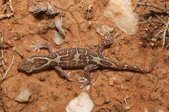 Lucasium steindachneri