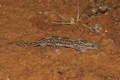 Lucasium steindachneri