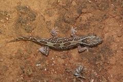 Lucasium steindachneri