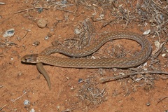 Pygopus schraderi