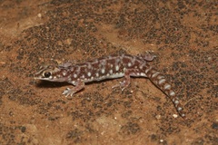 Rhynchoedura