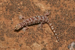Rhynchoedura