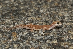 Rhynchoedura