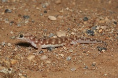 Rhynchoedura
