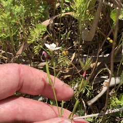 Clarkia epilobioides