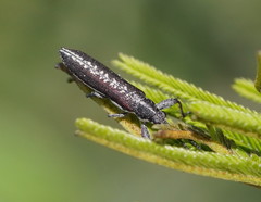 Rhinotia sparsa