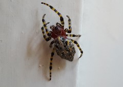 Alpaida alticeps