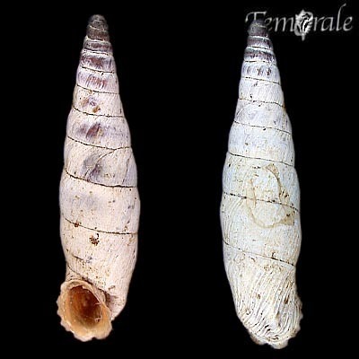White Door Snails