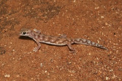 Rhynchoedura
