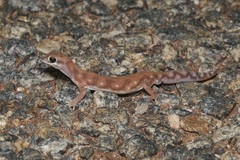 Rhynchoedura