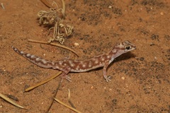 Rhynchoedura