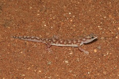 Rhynchoedura