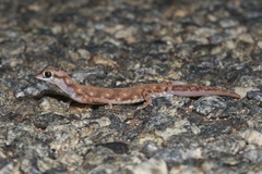 Rhynchoedura