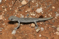 Strophurus ciliaris