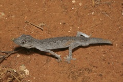 Strophurus ciliaris