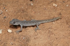 Strophurus ciliaris