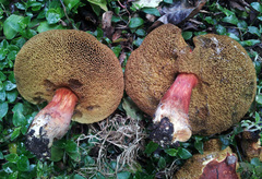 Xerocomellus ripariellus