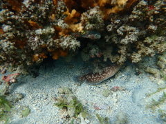 Rypticus bicolor