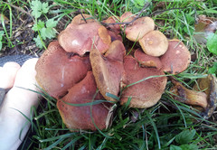 Xerocomellus ripariellus