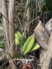 Trichocentrum andrewsiae