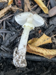 Amanita phalloides