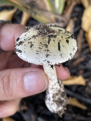 Amanita phalloides