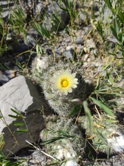 Coryphantha durangensis durangensis