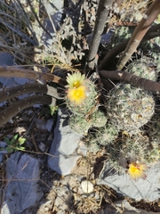 Coryphantha durangensis durangensis