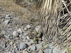 Coryphantha durangensis cuencamensis