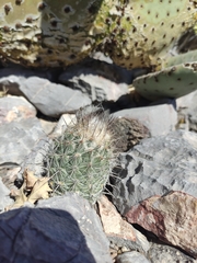 Coryphantha durangensis cuencamensis