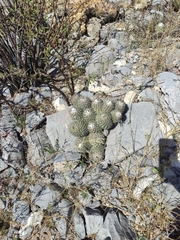 Coryphantha durangensis cuencamensis