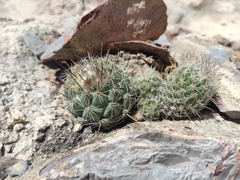Coryphantha durangensis cuencamensis