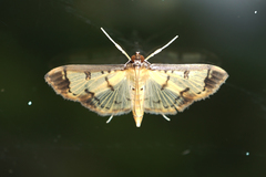 Eulepte concordalis