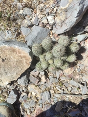 Coryphantha durangensis cuencamensis