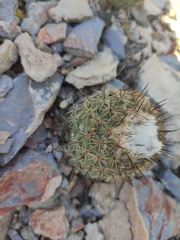 Coryphantha durangensis cuencamensis