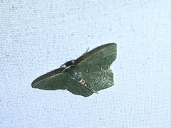 Chloropteryx nordicaria