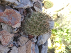Coryphantha durangensis cuencamensis
