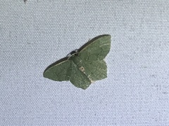 Chloropteryx nordicaria