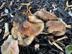 Paxillus