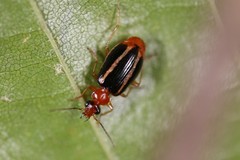 Lebia solea