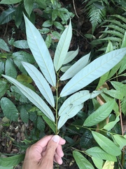 Fissistigma glaucescens