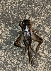 Lepidogryllus
