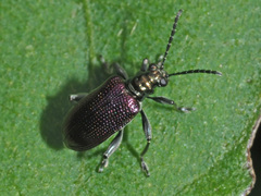 Lema chalcoptera