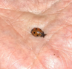 Coccinella septempunctata