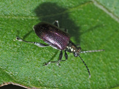 Lema chalcoptera