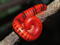 Centrobolus anulatus