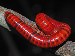 Centrobolus anulatus