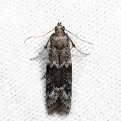 Eurythmia angulella