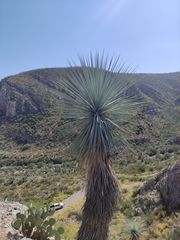 Yucca rigida